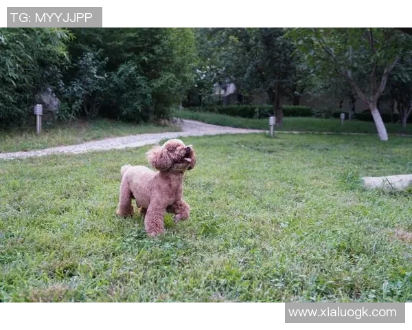 养狗的足球明星们如何在绿茵场上与爱犬共度快乐时光 养狗的足球明星们如何在绿茵场上与爱犬共度快乐时光